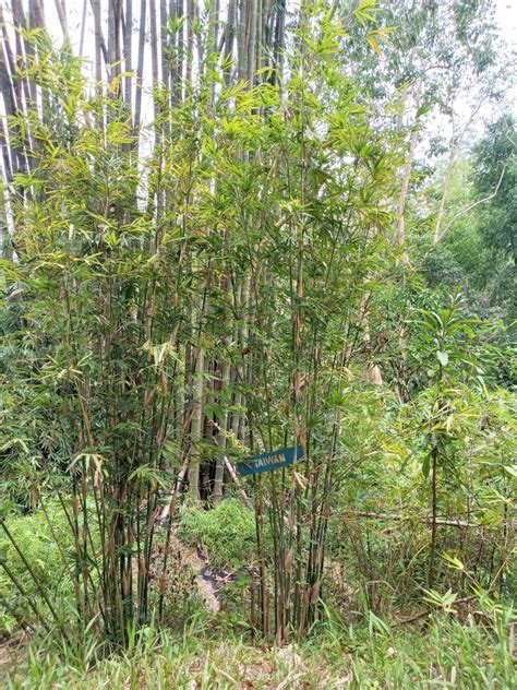 竹子生長方式|Taiwan Bamboo